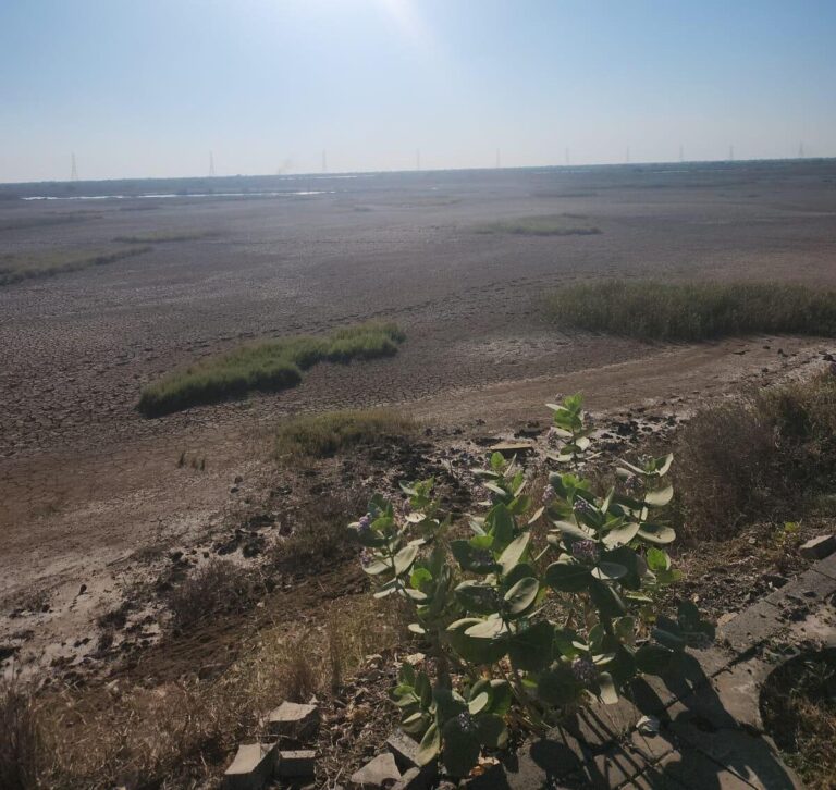 PLOT FOR SALE IN DHOLERA